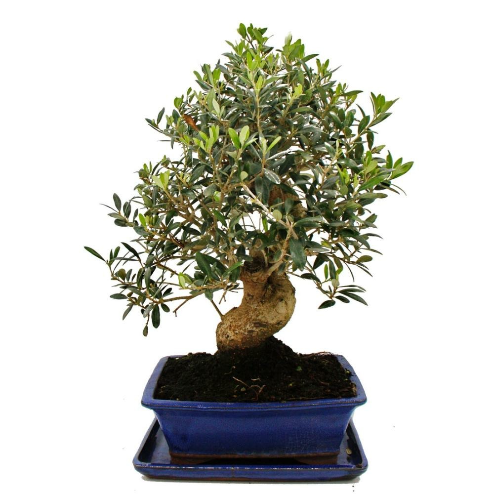 kojou no mai bonsai Fuji Cherry 3 gal size -Prunus incisa 'Kojo no-mai'  Bella Bonsai Nursery