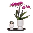 Kolibri company - orchidée pourpre et succulentes sur plateau noir - frais du producteur