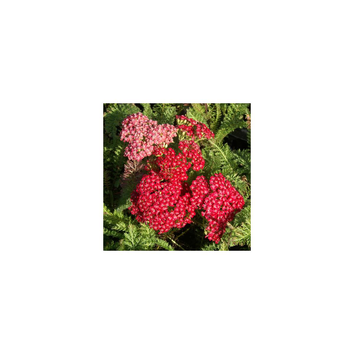 Achillée millefeuille red velvet/achillea millefolium 'red velvet'[-]lot de 5 godets