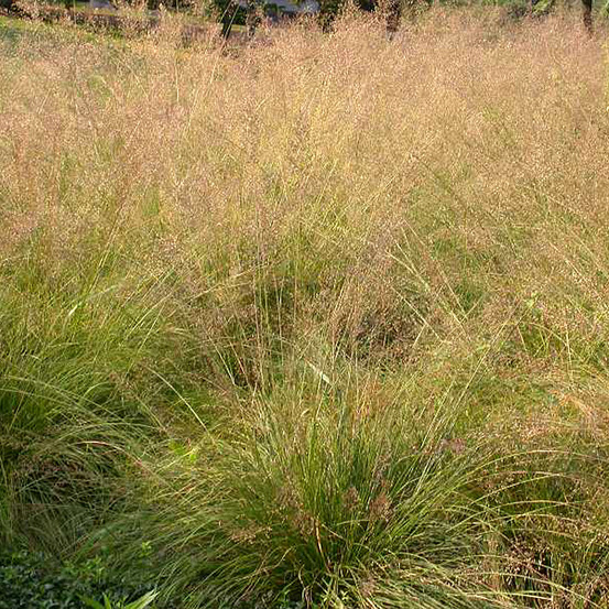 Sporobolus 'cloud' godet de 8/9 cm