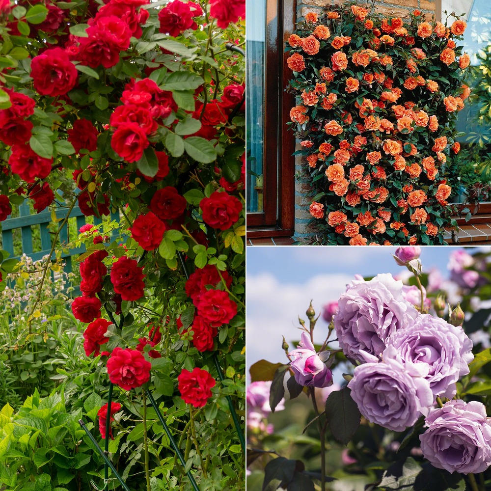 Collection de 3 rosiers grimpants : métanoïa, musimara, indigoletta - le paquet de 3 racines nues / 3 branches