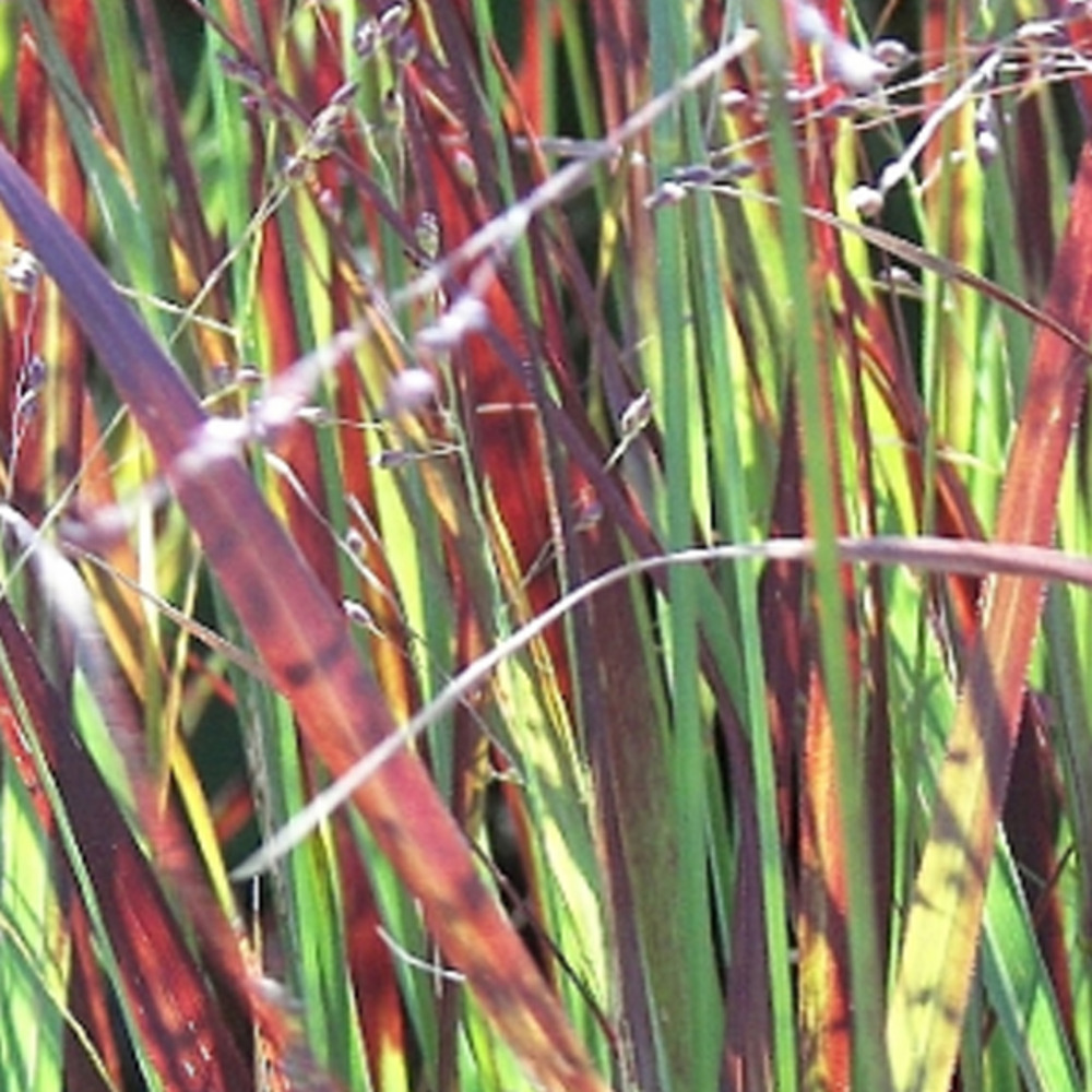 6 x panic effilé 'heiliger hain' - panicum virgatum 'heliger hain' - godet 9cm x 9cm