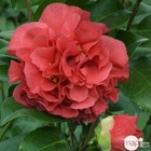 Camellia japonica 'kramers suprème ': 35  litres (pourpre)