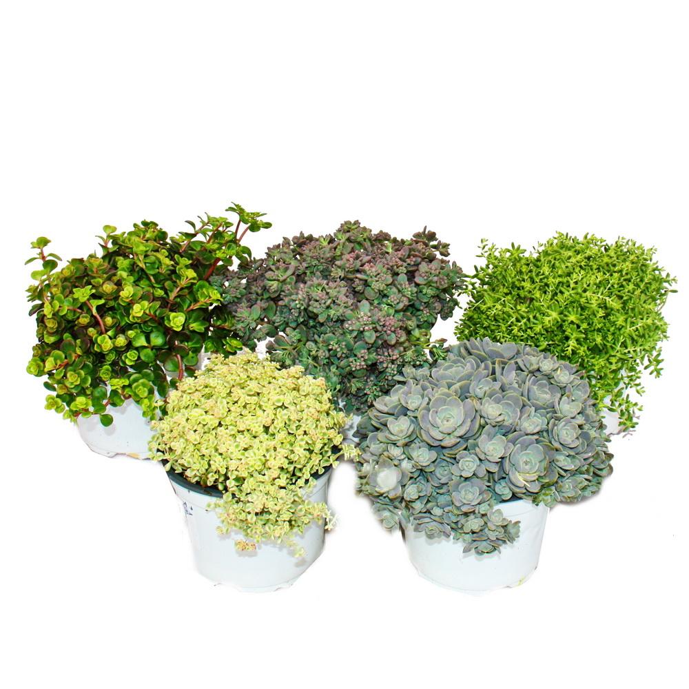 5 plantes de sedum résistantes à l'hiver - culture en pierre - jeu de couleurs varié