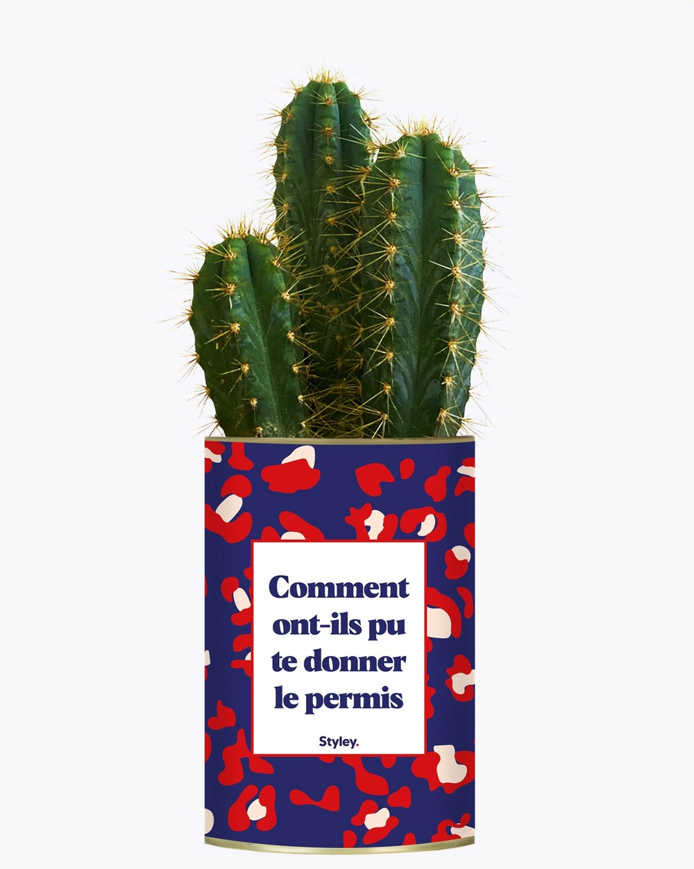 Idée cadeau - comment ont-ils pu te donner le permis ? - cactus