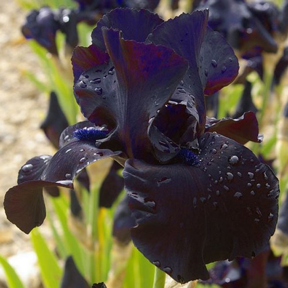 Iris des jardins 'black suited' rhizome, calibre 10/15, qualité extra