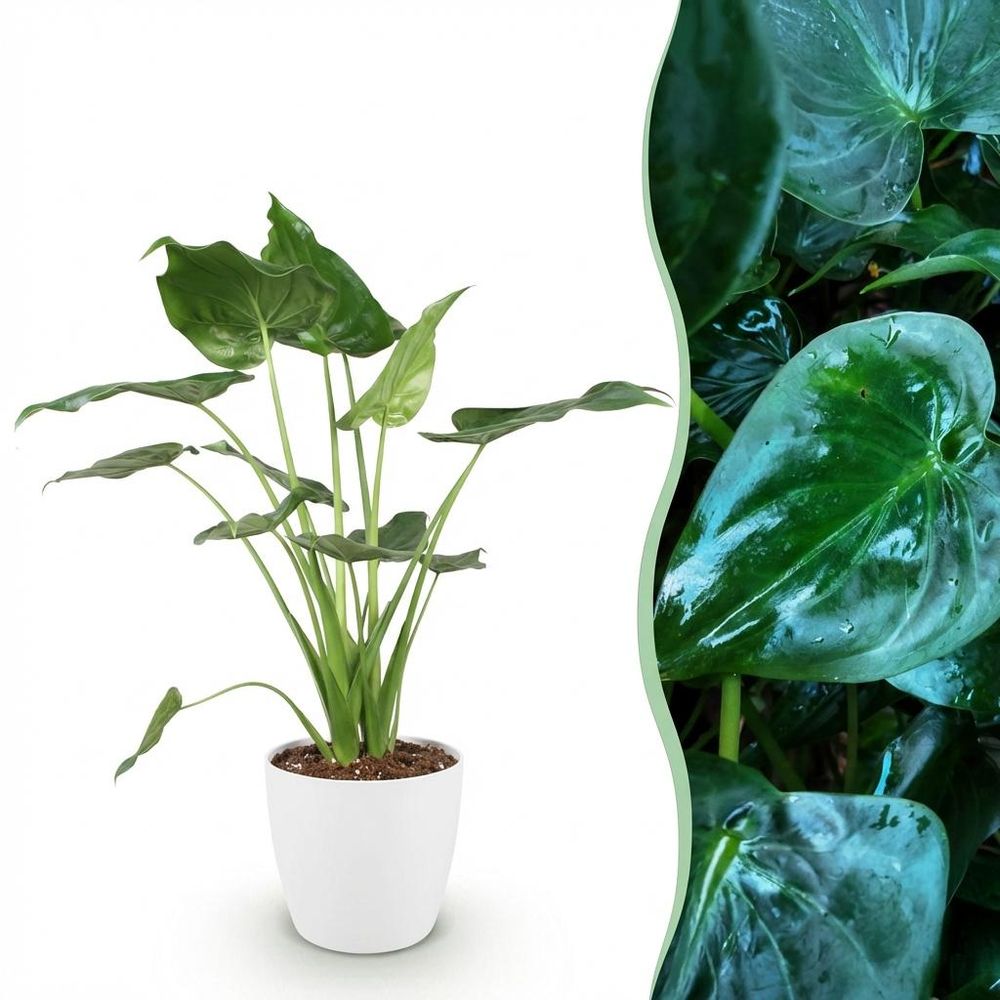 Alocasia cucullata - main de bouddha - plantes d'intérieur