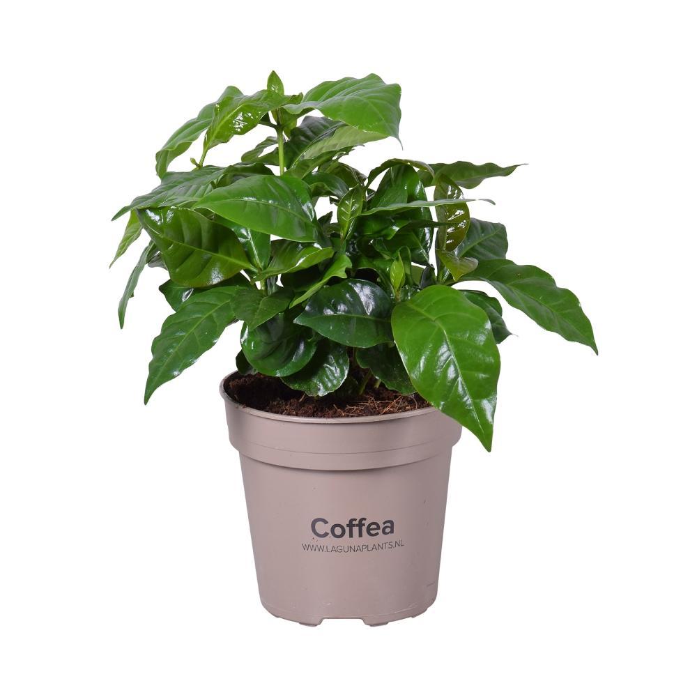 Plante d'intérieur - caféier 45.0cm