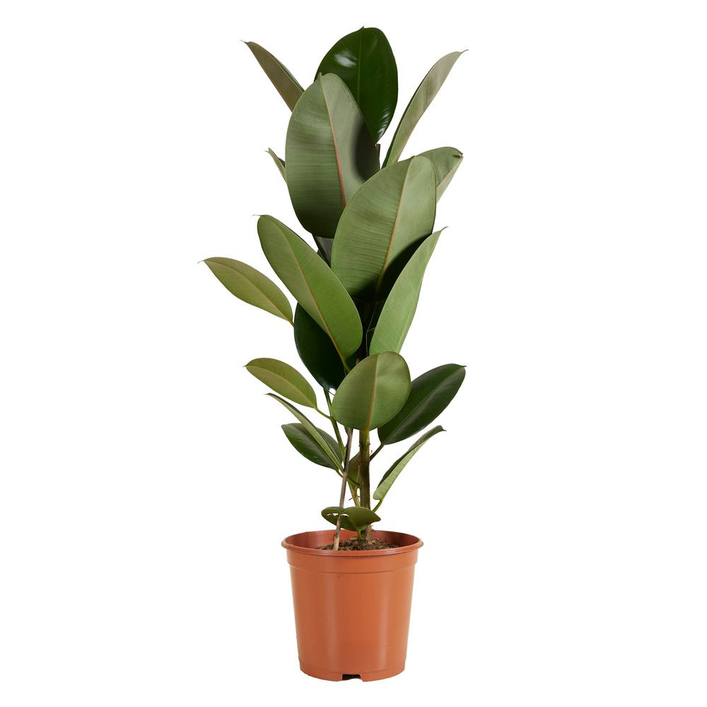 Ficus elastica robusta - hévéa - plante à caoutchouc - plantes d'intérieur - h. 80-100 cm - p. 21 cm
