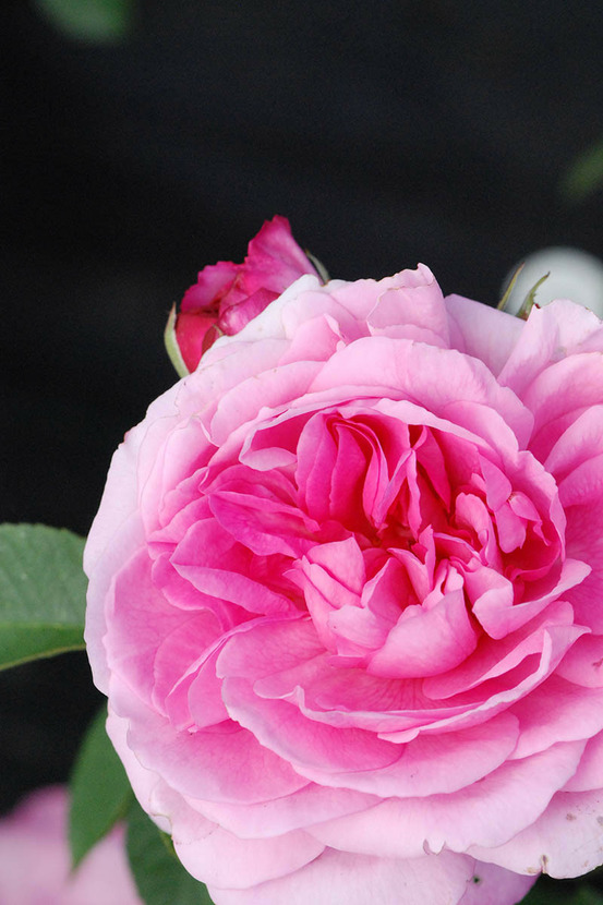 Rosier david austin' gertrude jekyll ?' - en pot de 5 litres