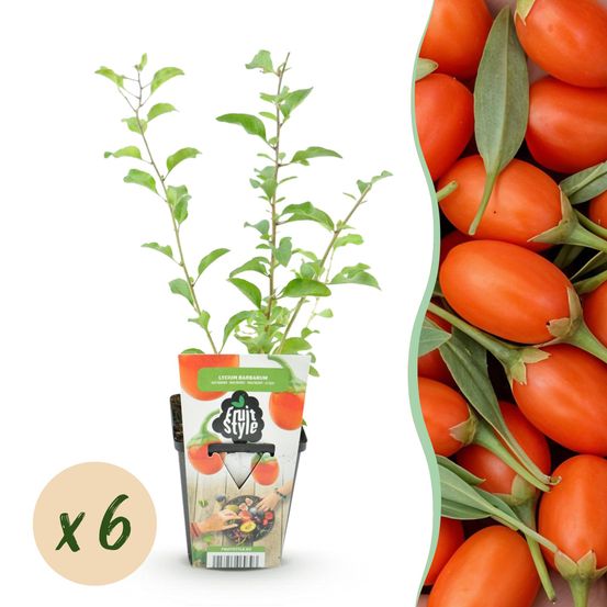 Baie de goji - lot de 6 - pot 9 cm - hauteur 35 cm - plante d'extérieur
