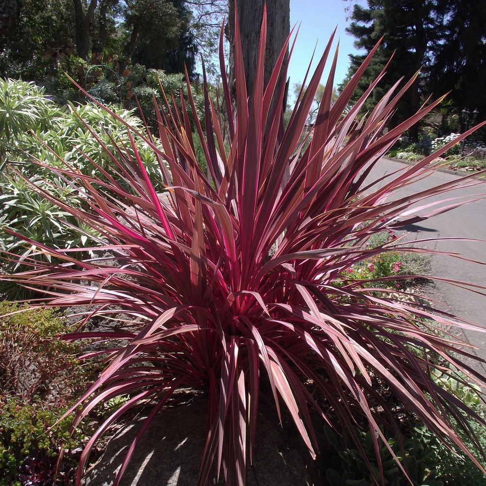 Cordyline 'electric pink ' pot de 3l/4l