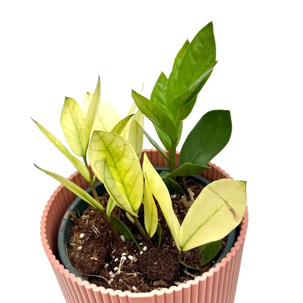 Zamioculcas zamiifolia chameleon - pot de 14cm - plantes d'intérieur