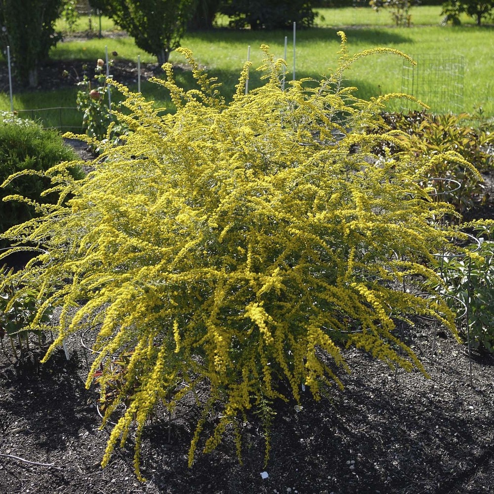 Verge d'or 'fireworks' pot de 2l/3l