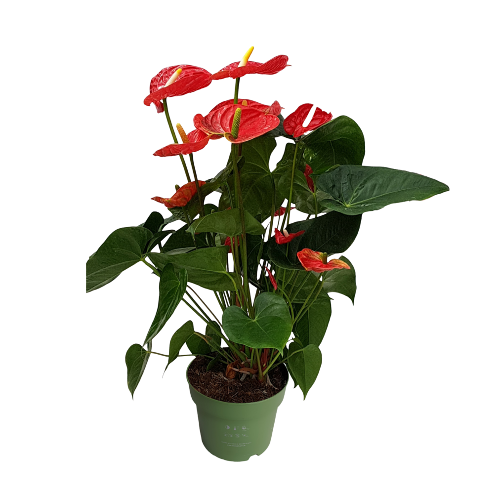 Langue de feu - anthurium 'madural red' - hauteur 55-70cm - ø17cm