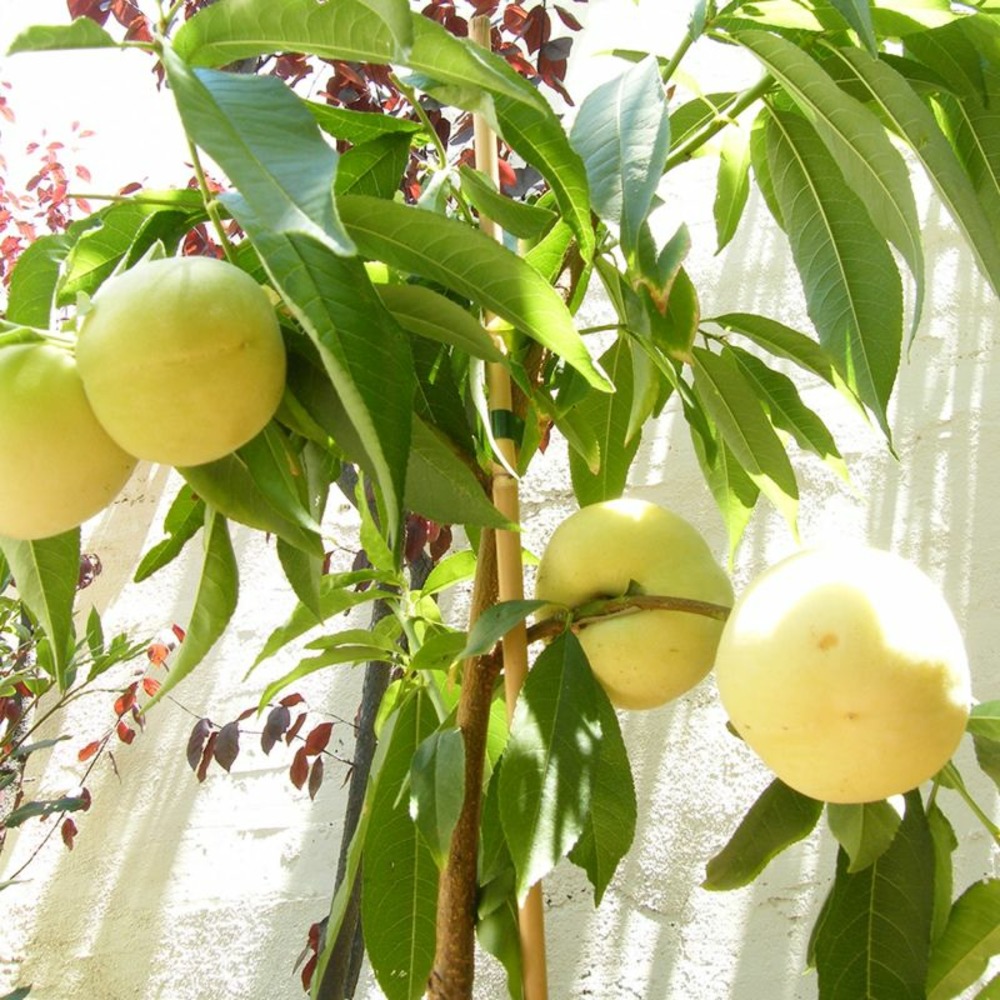 Pêcher nain 'ice peach' ® gelo 1 (prunus persica 'ice peach' ® gelo 1)