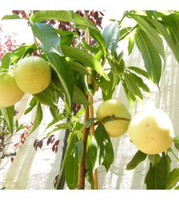 Pêcher nain 'ice peach' ® gelo 1 (prunus persica 'ice peach' ® gelo 1)