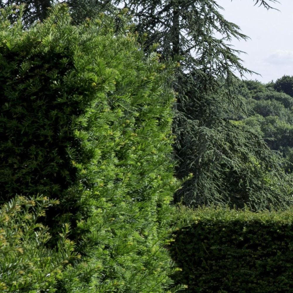 If fastigié robusta, taxus pot de 1,5l - 20/50 cm