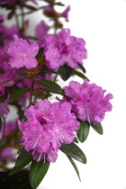 Rhododendron nain 'pjm regal' - 4l