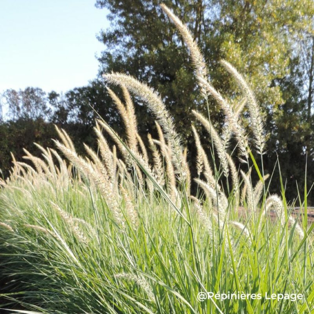 3 herbes aux écouvillons d'orient 'fairy tails' (pennisetum orientale 'fairy tails')