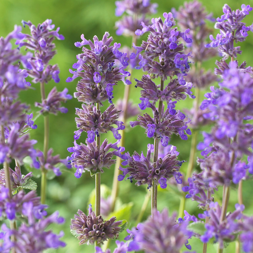 Nepeta grog - le pot / ø 9cm