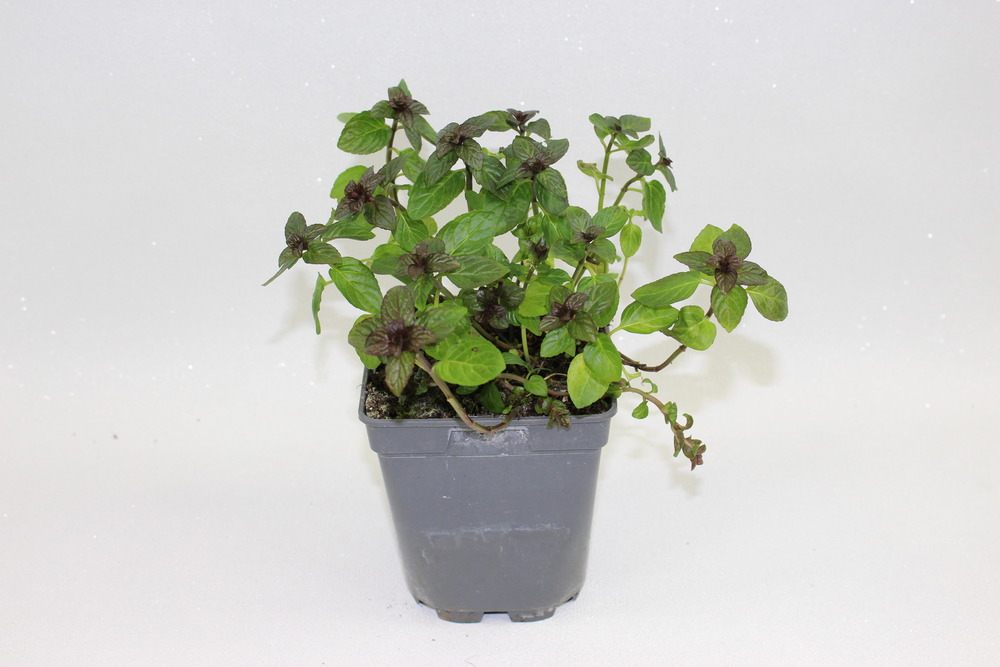 Plant de Menthe poivree pot de1 l