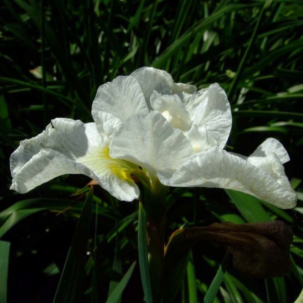 Iris de sibérie 'harpswell happiness' godet de 8/9 cm