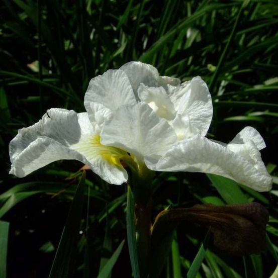 Iris de sibérie 'harpswell happiness' godet de 8/9 cm