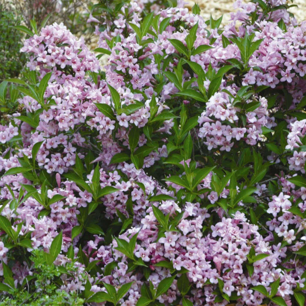 Weigela pink poppet® 'plangen', weigelia pot de 4l - 40/60 cm