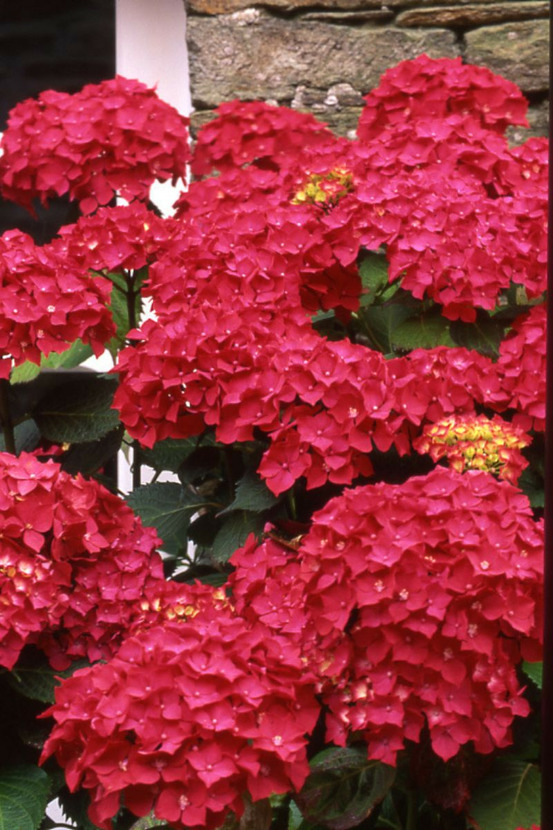 Hortensia 'red baron' - en pot de 2 litres
