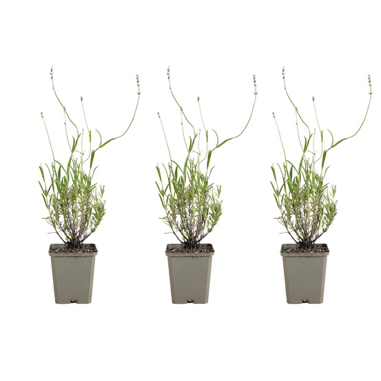 Lot de 3 - lavandula ang. ‘dwarf blue’ - lavande - h. 10-20 cm