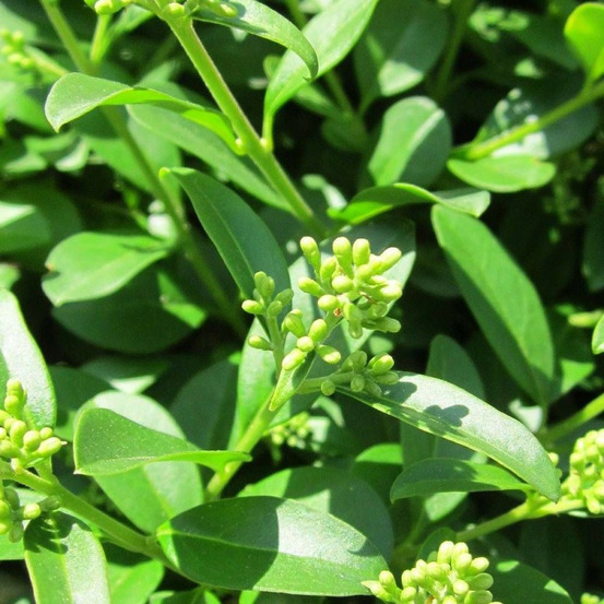 Troène commun, ligustrum pot de 4l - 40/60 cm