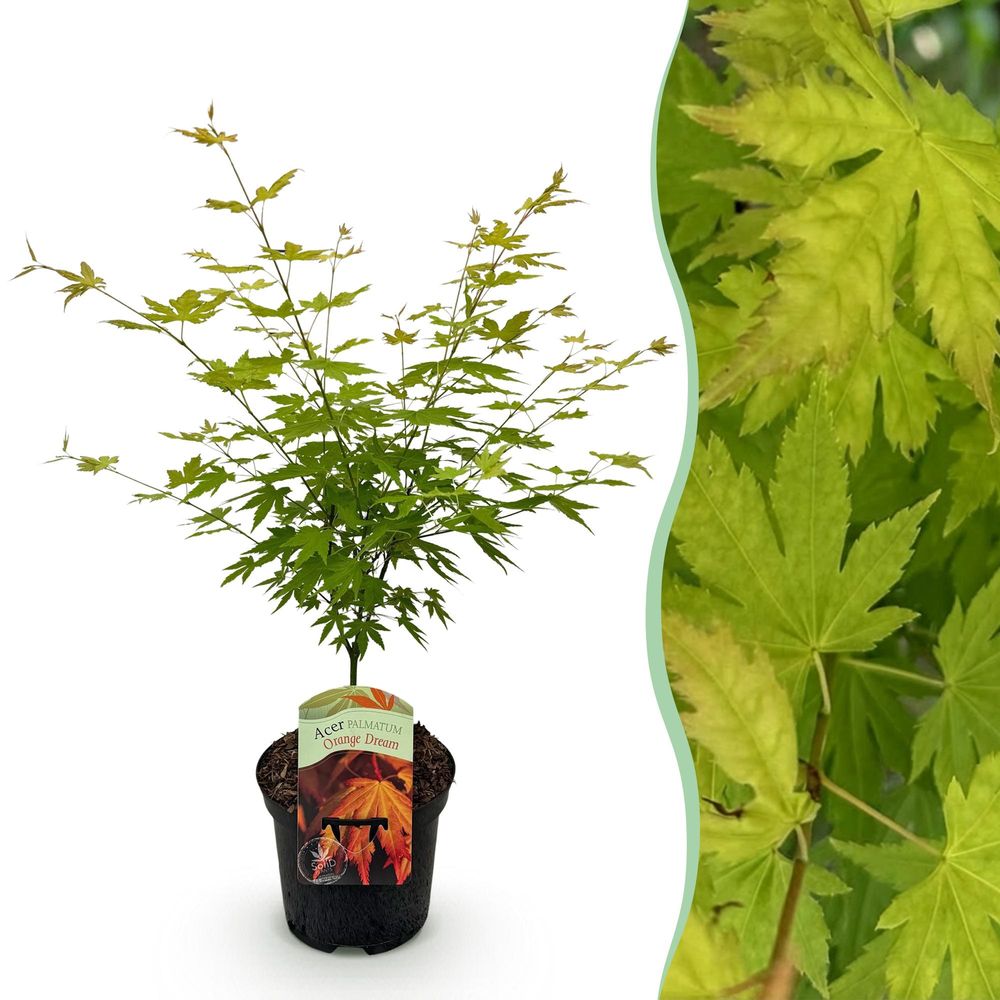 Érable du japon 'orange dream' - pot 19 cm - hauteur 70 cm - plante d'extérieur