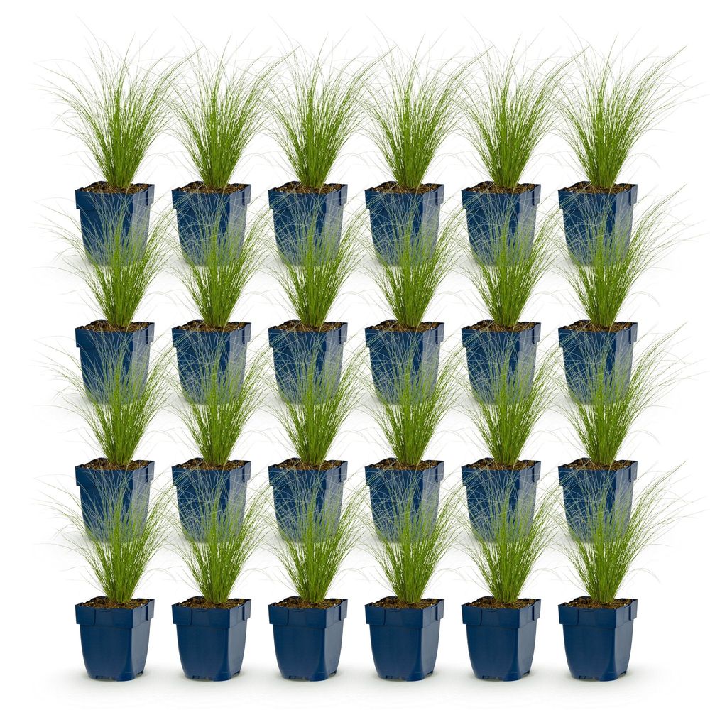 Cheveux d'ange 'ponytails' - lot de 24 - pot 11 cm - hauteur 25 cm - plante d'extérieur