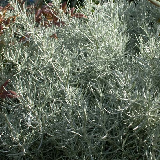 Immortelle à odeur de curry godet de 7/8 cm