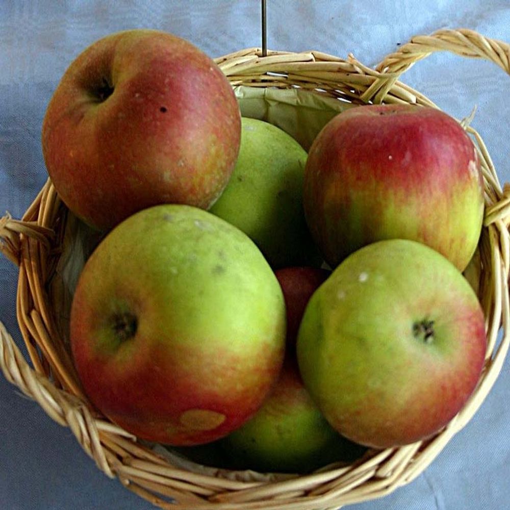 Pommier 'idared' pot de 7,5l/10l, gobelet