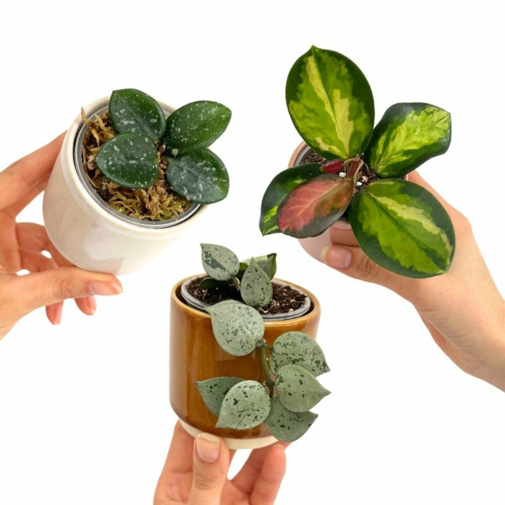 Trio hoya | hoya eskimo - hoya mathilde - hoya lisa - pot de 6cm