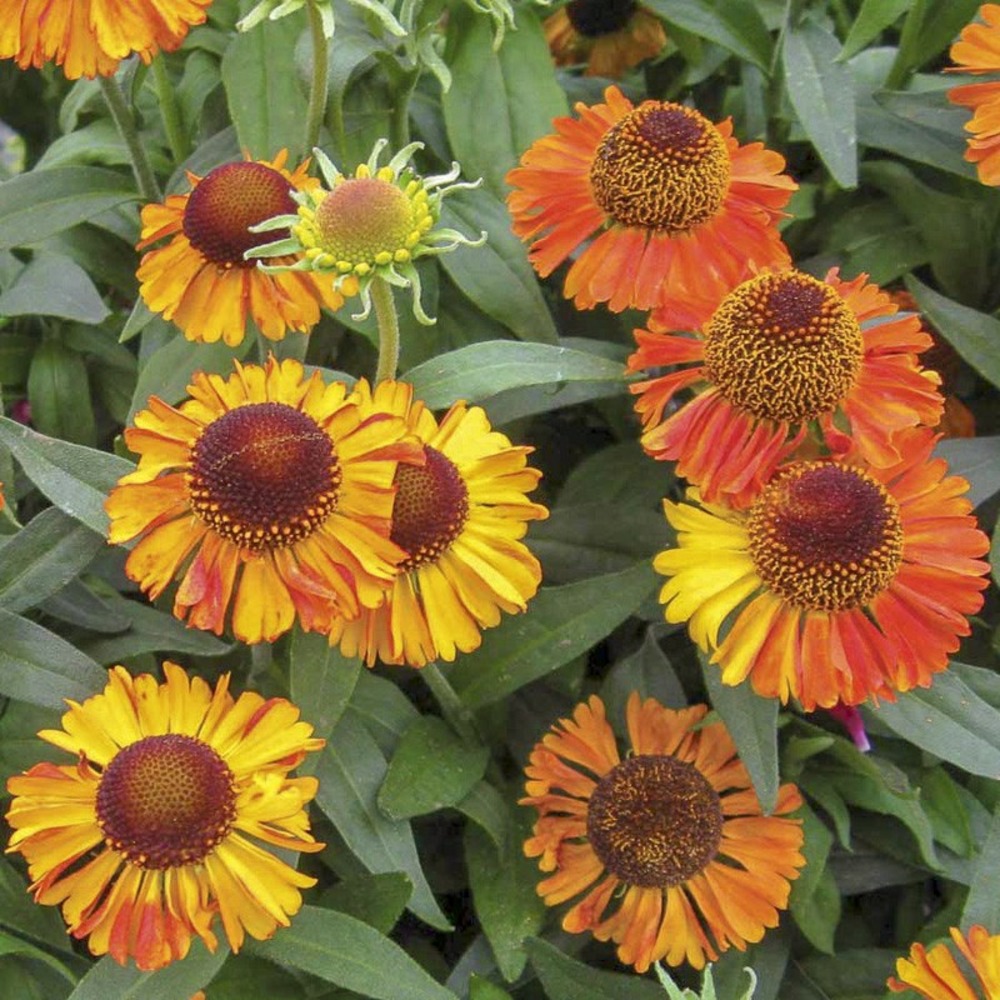 Hélénie 'short 'n' sassy ' godet de 8/9 cm