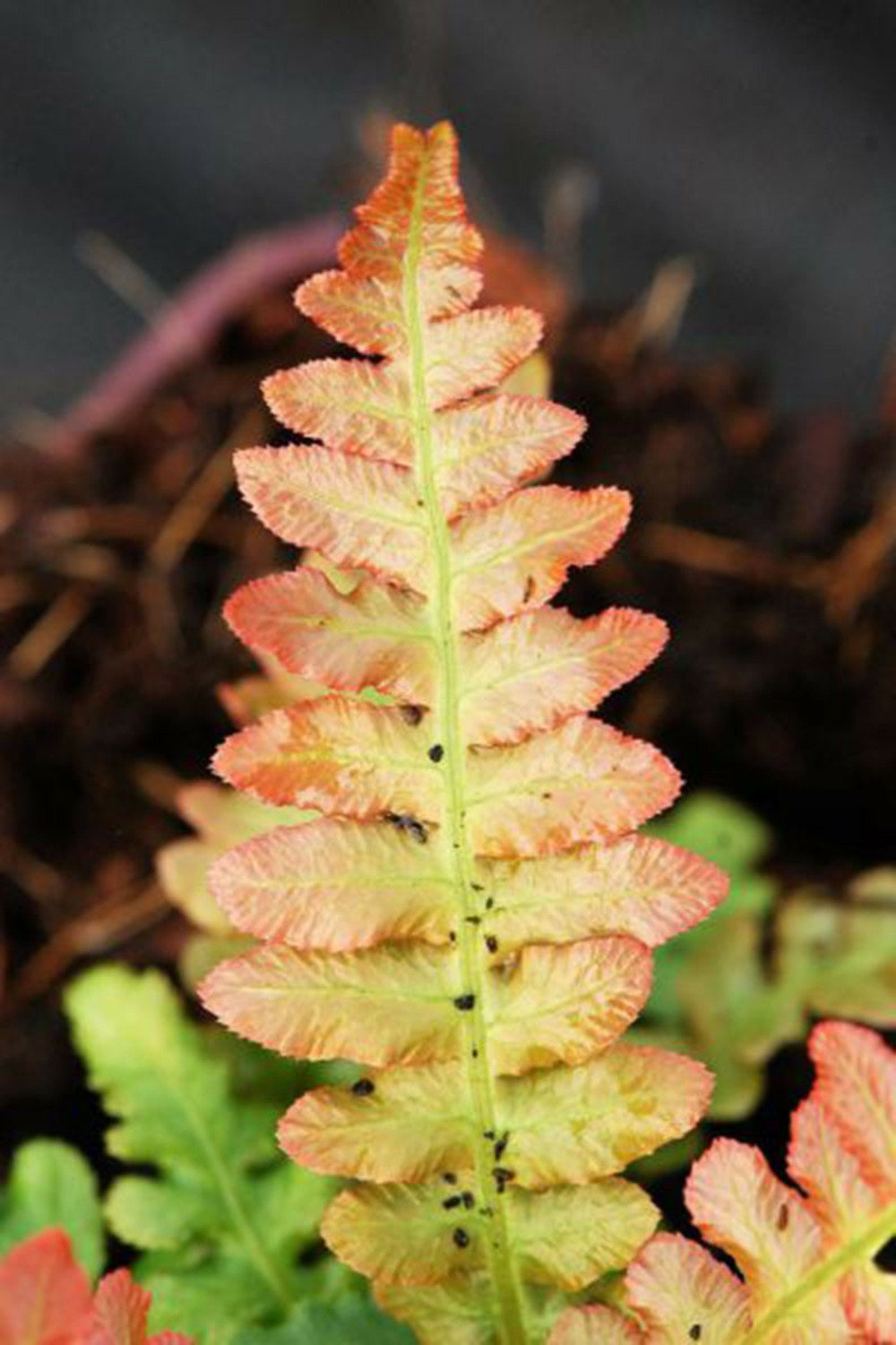 Doodia 'rough ruby' - en pot de 3 litres