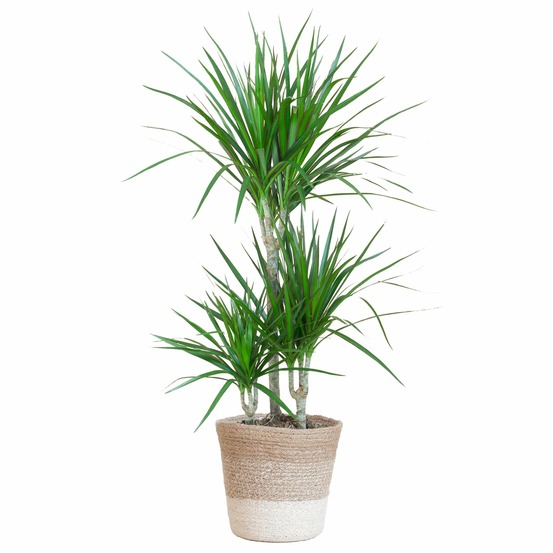 Dracaena marginata et son pot panier blanc - hauteur 95cm