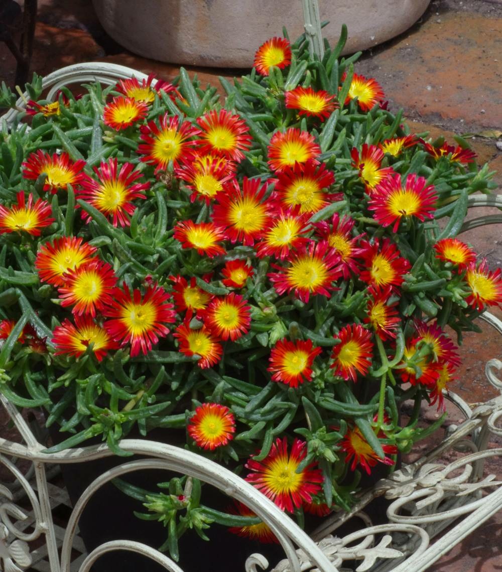 Delosperma fire wonder plante vivace - 3 godets
