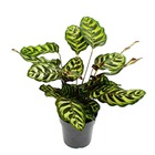 Plante d’ombrage avec motif de feuilles spécial - calathea makoyana - panier marante - pot de 14cm - env. 35-40cm de haut
