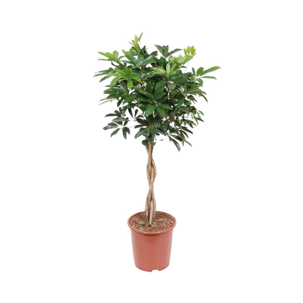 Plante d'intérieur - schefflera arboricola 'compacta' 120.0cm
