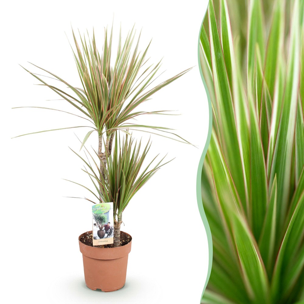 Dracaena marginata bicolor – pot 17 cm – hauteur 70-75 cm
