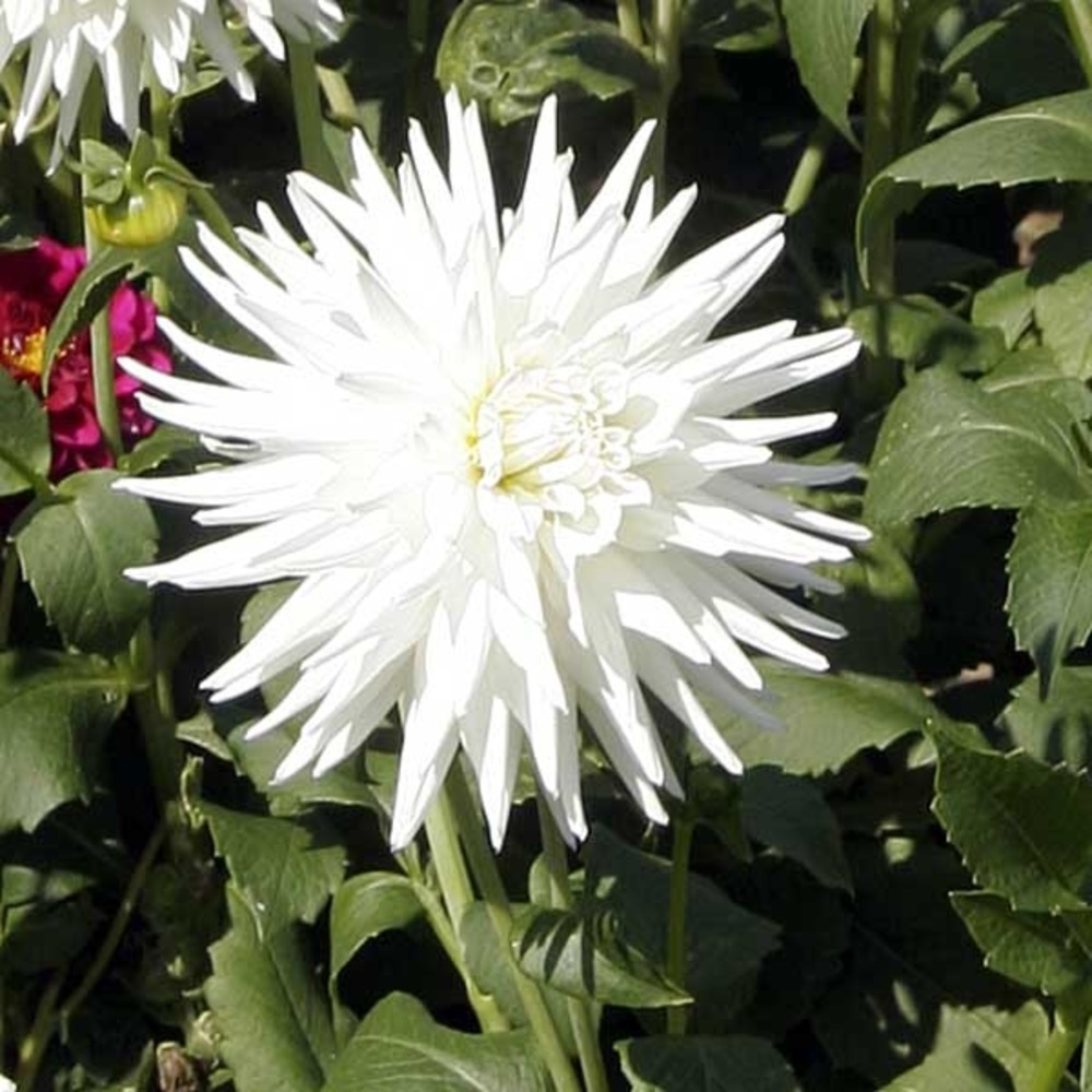 Dahlia gpe cactus 'my love' bulbe calibre i