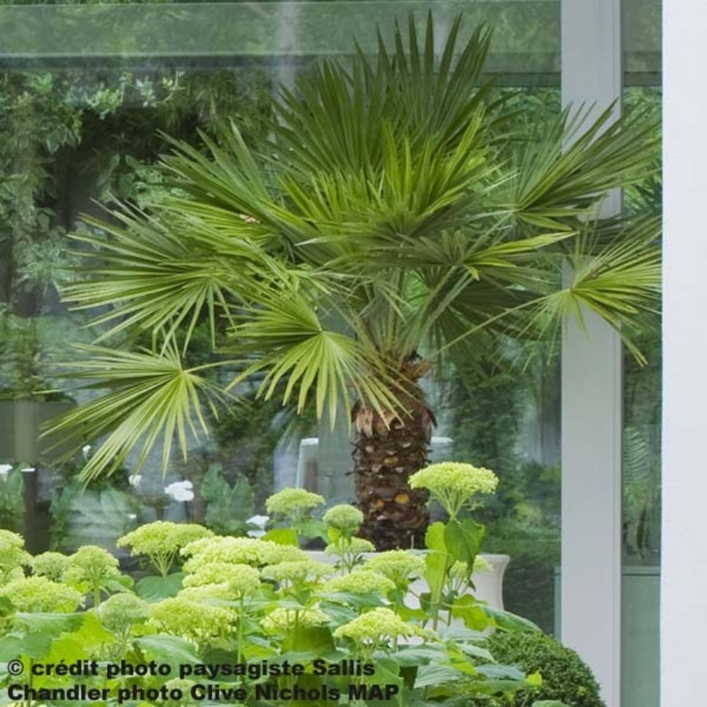 Palmier de chine pot de 7,5l/10l, stipe de 20 cm