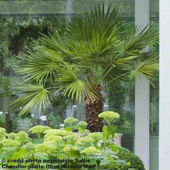 Palmier de chine pot de 7,5l/10l, stipe de 20 cm