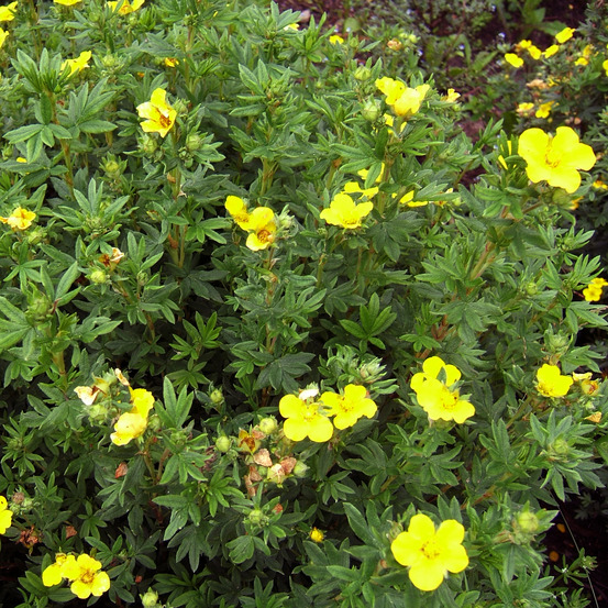 Potentille arbustive 'kobold' pot de 3l/4l