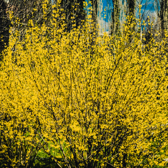 Forsythia spectabilis 3l
