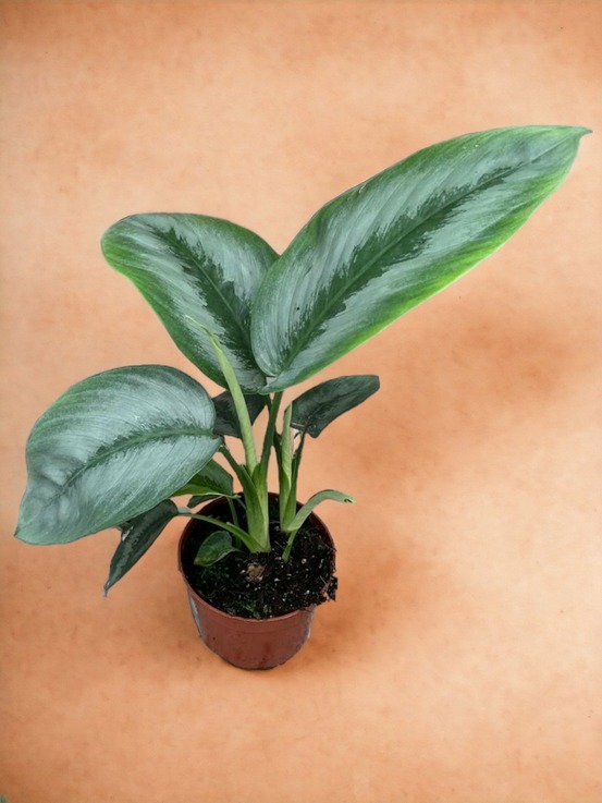 Schismatoglottis silver borneo